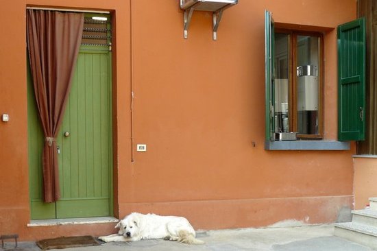 Winery dog at Tre Monti.JPG